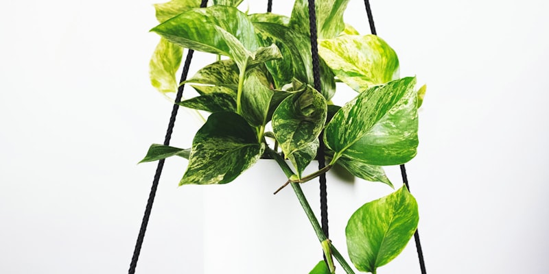 备用入口示意图 - 多条网络路径汇聚一点